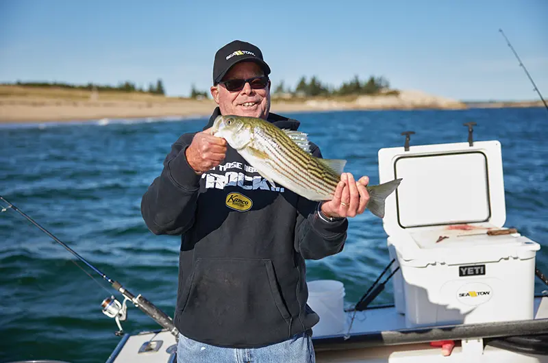 Striped bass fishing tips