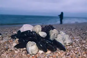 sea shells on beach